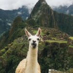152 Best Llama llama images in 2019 _ Cute animals, Animals, Llama alpaca