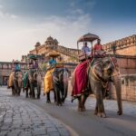 Discover Elephant Village Amer and Enjoy Ethical Elephant Interaction