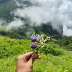 Valley of Flowers 💐