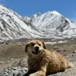 #dog#ladakh#leh